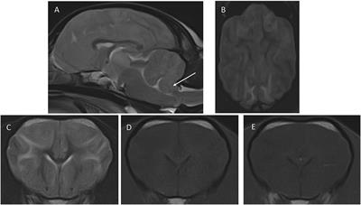 Presumptive Cycad Toxicosis in a Dog. Clinical and Magnetic Resonance Imaging Findings: A Case Report